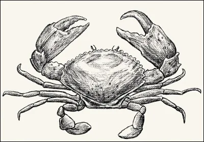 Le crabe est le symbole du cancer.