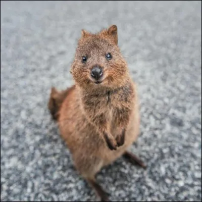 Le quokka est un animal que l'on ne retrouve qu'en Australie.