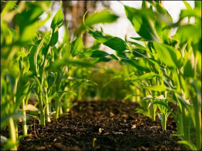 Aimes-tu faire de l'agriculture ?