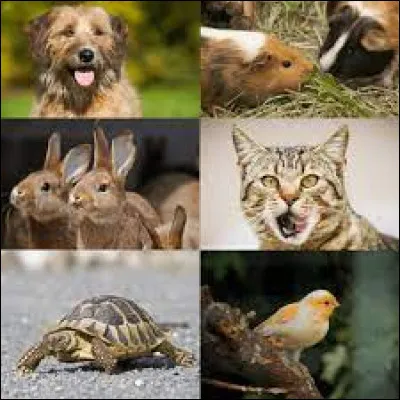 Ça se complique avec Pat Hibulaire ! Qu'est-il ?