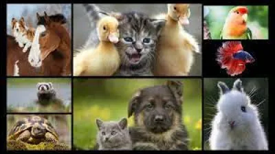 Qui est Rossinante ?