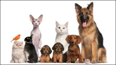 Qui était Uggie dans le film "The Artist" ?