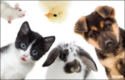 Enfin qui est Petit Papa Noël ?