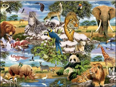 De quelle race est Belle ?