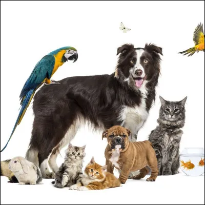 Savez-vous qui est Laïka ?