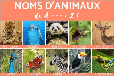 Vous rappelez-vous Tornado ?