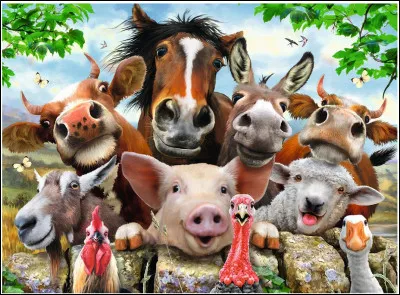 Qui était Boo, chien star sur les réseaux sociaux ?