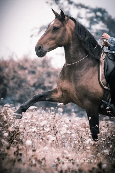 Quelle est ta robe pr&eacute;f&eacute;r&eacute;e ? (2/2)