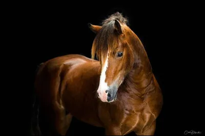 Quelle est ta discipline pr&eacute;f&eacute;r&eacute;e ? (2/2)