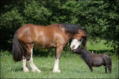 Quelle taille de poney pr&eacute;f&egrave;res-tu ?