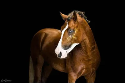 Quel adjectif te repr&eacute;sente le mieux ?