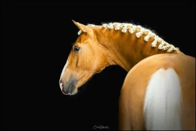 Quel nom donnerais-tu &agrave; ton poney ?