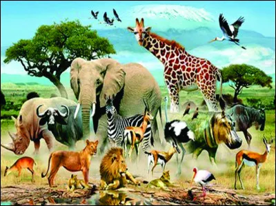 Quel animal est Akela ?