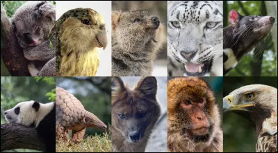 Quel animal est Grimbert ?