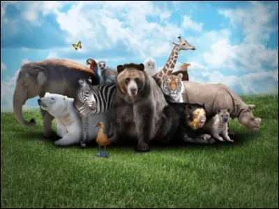 Quel animal est Ysengrin ?