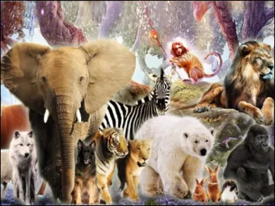 Qui est donc Bagheera ?