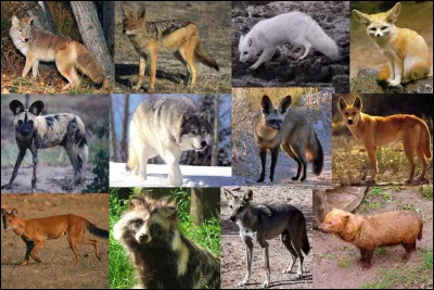 À quoi correspond Chipeur ?