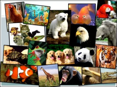 De quelle famille est Céleste ?