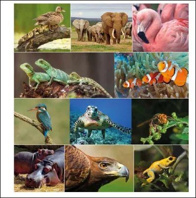 Connaissez-vous Pilgrim ?