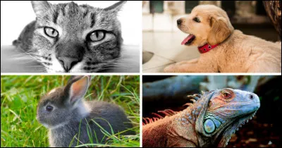 Qui est l'animal connu nommé Naf Naf ?