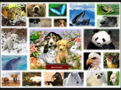 Qui est le chien Pollux ?