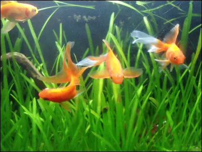 Quel est le poisson le plus dangereux du monde ?