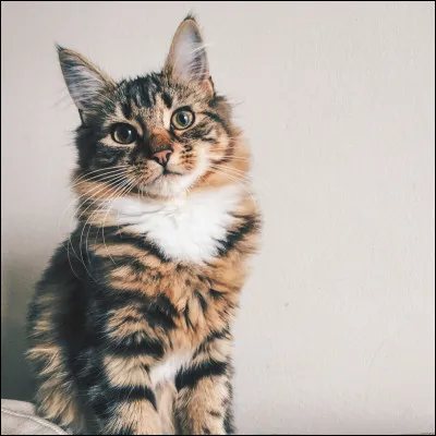 Et la race de chat la plus chère ?