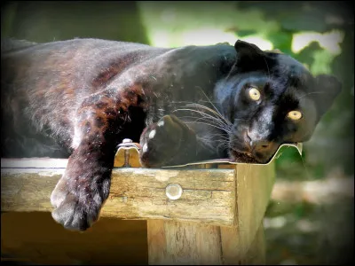 Quel serait le félin le plus puissant ?