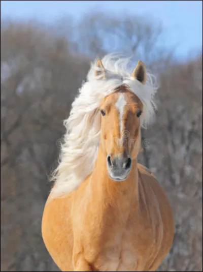 Si tu &eacute;tais un cheval, quelles seraient tes principales qualit&eacute;s ?