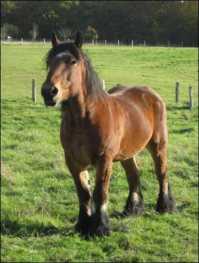 Si tu &eacute;tais un cheval, quel serait ton principal d&eacute;faut ?