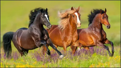 Toujours... si tu &eacute;tais un cheval, quelle robe pr&eacute;f&eacute;rerais-tu avoir ?