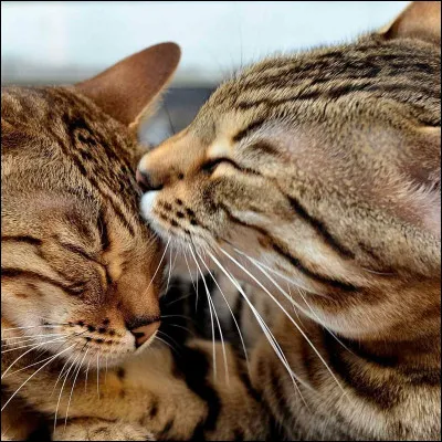 Maintenant que tu as choisi ton clan, à toi de répondre à cette question. Dans la pouponnière, ta mère s'occupe de toi mais qui est-ce ? 
(N'hésite pas à chercher le nom des mères si tu ne connais pas.)