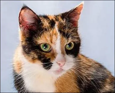 Tu as bien grandi ; tu es adulte. Rivière de Bruyère, la guérisseuse t'appelle et te dit qu'elle attend des petits de vous deux...
Quelle est ta réaction ?