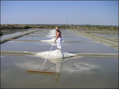 Quel mot ne désigne PAS un un travailleur qui récolte le sel dans des marais salants ?