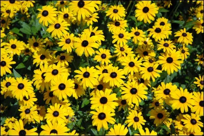 Sur cette photo, il y a beaucoup de...