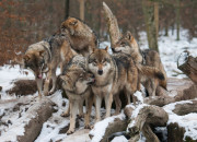 Test Si tu tais dans une meute de loups, quel membre serais-tu ?
