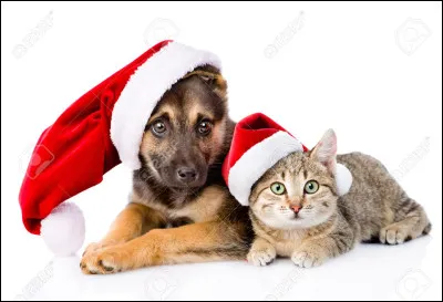 Somali est une race de :