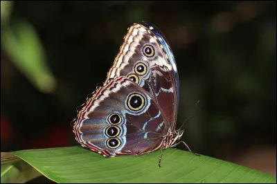 Quel papillon aimes-tu le plus ?