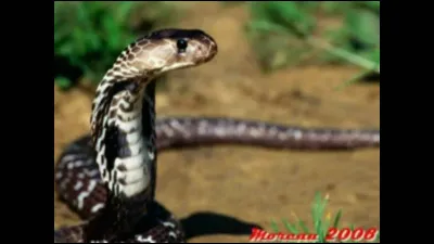 Quels animaux préfères-tu ?