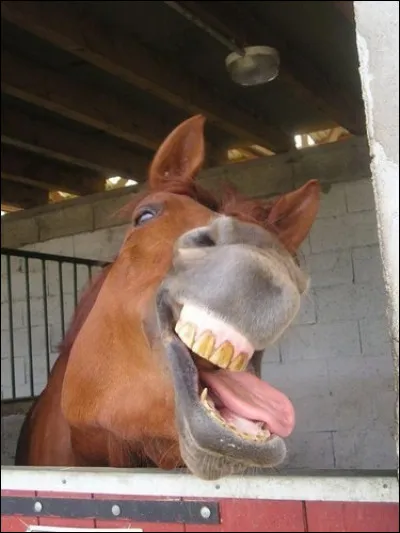 Cette affaire a fait la une des médias américains, cet ingénieur avait une propension aux rapports sexuels avec des animaux, en particulier les chevaux, il en est mort !