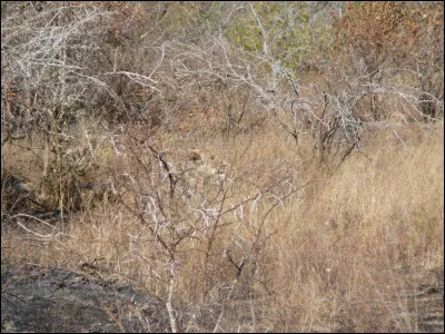 Trouvez d'abord l'animal caché et vous pourrez trouver la solution !