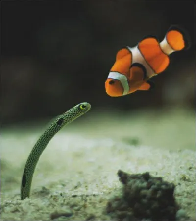 Quel film, où joue Jean-Paul Belmondo, pourrait avoir un rapport avec cette image ?