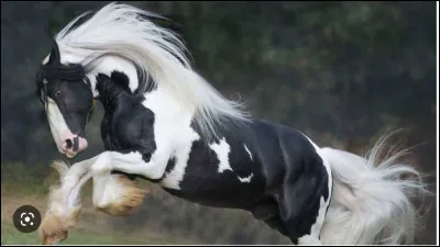 Et la dernière... enfin le dernier : il est absolument et obligatoirement pie, a des fanons fournis et son nom commence par un C ! Ça va beaucoup vous aider. 

Merci beaucoup d'avoir participé à ce quiz, jespère qu'il vous a plu !