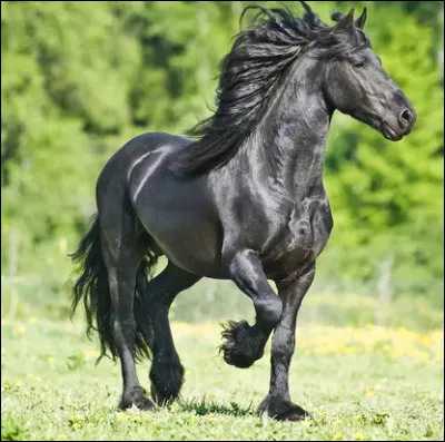 Il est le plus souvent noir mais peut aussi être blanc. C'est...