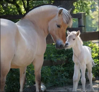 Joli poney à la crinière et au toupet bicolores et "en brosse", il est magnifique. C'est...