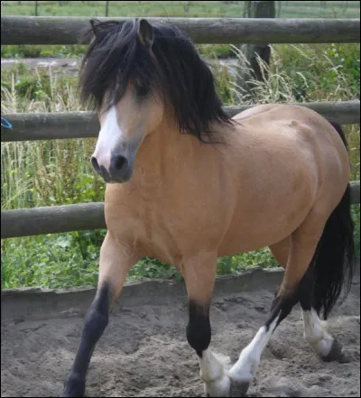 On voit à sa tête ses origines orientales. Il peut arborer à peu près toutes les robes. C'est...