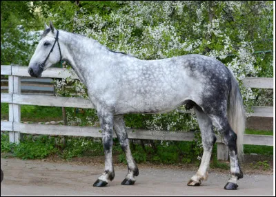 C'est un trotteur, mais lequel ?