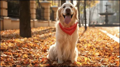 Quel est cet animal ?