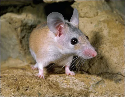 Quel est cet animal ?