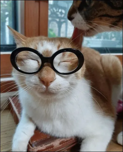 À qui appartient Doongie ?